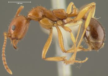 Media type: image; Entomology 28921   Aspect: habitus lateral view